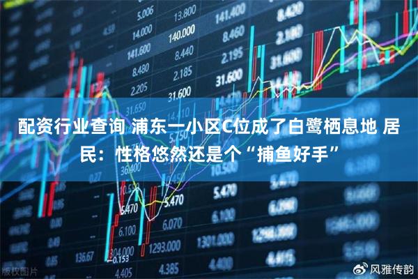 配资行业查询 浦东一小区C位成了白鹭栖息地 居民：性格悠然还是个“捕鱼好手”
